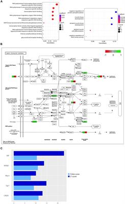 L-Lactate Regulates the Expression of Synaptic Plasticity and Neuroprotection Genes in Cortical Neurons: A Transcriptome Analysis